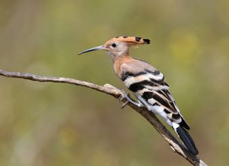 One Hoopoe sits on a branch in unusual pose on a beautifully blurred background