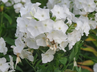 Flowers.  (The Vast Russia! Sergey, Bryansk.)