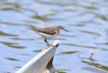 The common sandpiper (Actitis hypoleucos) stands on a metal structure against the blue water of the lake