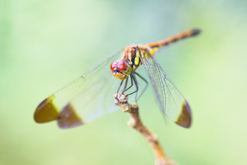 Close up view of dragonfly