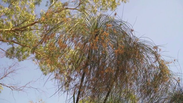 Papyrus on the river

