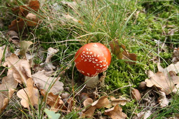 Fliegepilz und Bätter im Herbst