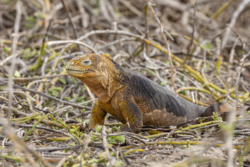Galapagos Land Lguana (Conolophus subcristatus) in Galapagos Isl
