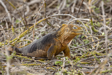 Galapagos Land Lguana (Conolophus subcristatus) in Galapagos Isl