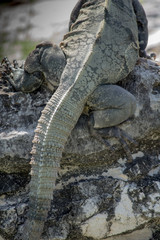Closeup on lizard tail. Scaly textured skin shows patches of old skin still peeling off.