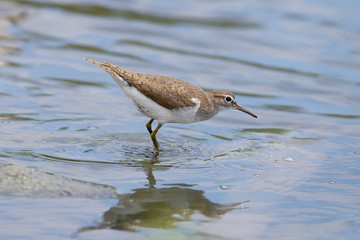 The common sandpiper (Actitis hypoleucos) stands in a  blue water of the lake