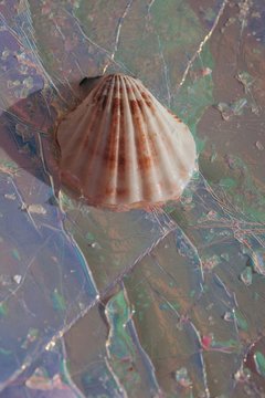 Close-up of a seashell on a shiny background