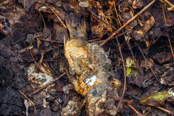 Dead fish in decomposition