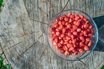 Treated colorful corn seeds ready for planting on green grass and wooren background. Pink color chemical sprayed corn seed, protect from insects and disease. © irissca