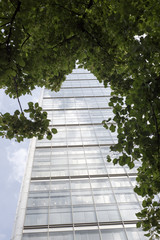 tree framed london city centre skyscraper