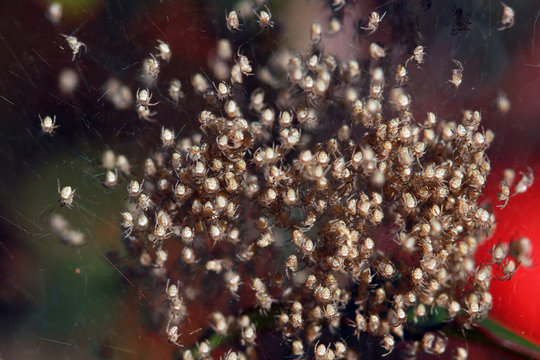 Close-up of a cluster of baby spiders, Indonesia