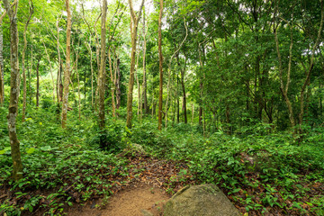 green forest natural travel adventure holiday