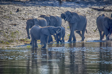 A herd of African elephants drinks from Horseshoe, Bwabwata, Botswana