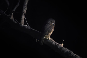 Red boobook owl (Ninox boobook lurida) on branch, North Queensland, Australia