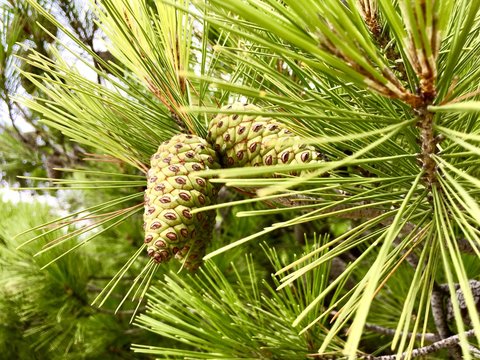 Close-up of pinecones on a tree, Croatia