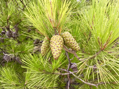 Close-up of pinecones on a tree, Croatia - Powered by Adobe