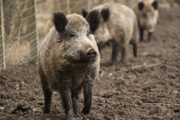 Naklejka na ściany i meble Boar feral pigs family in organic respectful petting farm