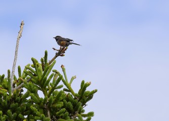 closeup of a Boreal Chickadee perched on top of a pine tree, side view with blue sky background 