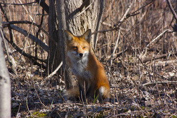 Fox lady sitting under a tree in the forest woods
