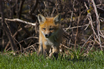 Cute little fox pup puppy walking out of the forest on to a glade with grass