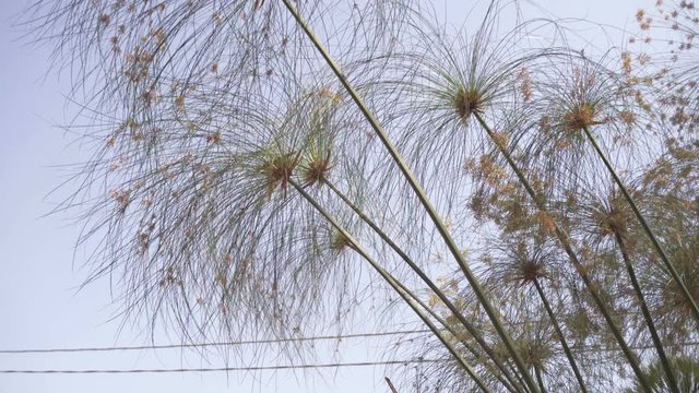 Papyrus on the river

