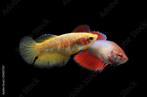 Two Betta Fish Stock Photo And Royalty Free Images On Fotolia Two Betta Fish