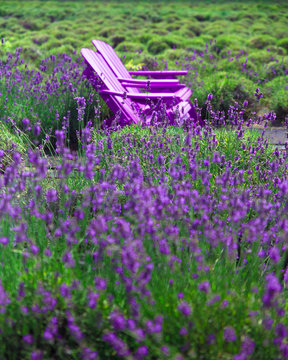 Fototapeta Beautiful lavender field with adirondack chairs, Long Island New York
