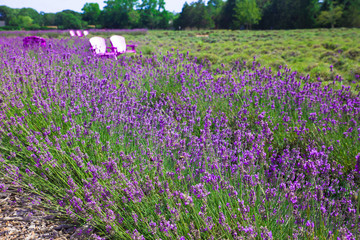 Fototapeta premium Beautiful lavender field with adirondack chairs, Long Island New York