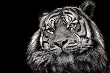 Schilderijen op glas Zwart-wit afbeelding van een tijger in hoge kwaliteit © denisapro