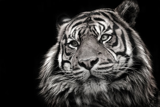 Black and white image of a tiger in high quality