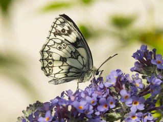 Melanargia galathea. Papillon le demi-deuil