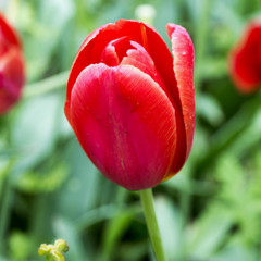 Fototapeta premium Red tulip in close up