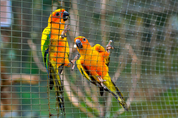 The sun conure /  Sun parakeet (Aratinga solstitialis) is a medium-sized, vibrantly colored parrot native to northeastern South America.