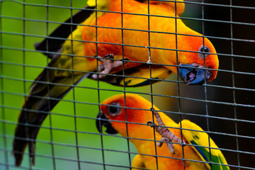 The sun conure /  Sun parakeet (Aratinga solstitialis) is a medium-sized, vibrantly colored parrot native to northeastern South America.