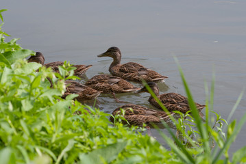 famiglia di anatre nel canale d'acqua