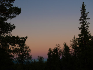 Silhouette trees in front of the pale summer night sun in the north of Sweden.