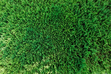 Green Thuja Branch top view background texture