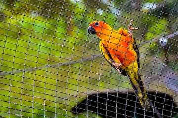 The sun conure /  Sun parakeet (Aratinga solstitialis) is a medium-sized, vibrantly colored parrot native to northeastern South America.