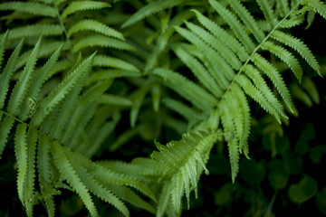 Fototapeta na wymiar Nature of top view Fern tree leaves for background and concept.
