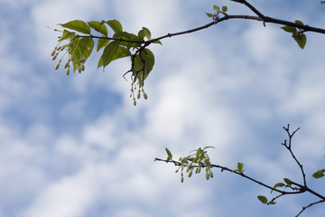 Branch of Water jasmine under the white cloud and blue sky.