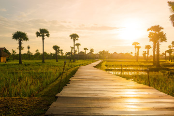 Wooden deck causeway bridge running through grass field and palm tree plantation in Siem Reap...