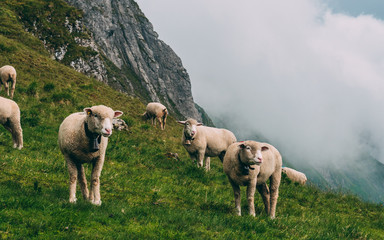 sheeps on a mountain farm on a cloudy day the swiss alps brienzer rothorn switzerland