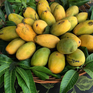 Basket of fresh mangoes