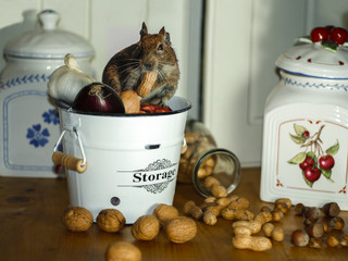 Cute little mouse in a storage pot of food with nuts and onion