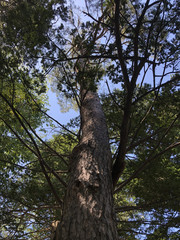 Naklejka premium 大きなのっぽの木