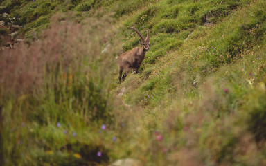 alpine capricorn Steinbock Capra ibex with grass infront