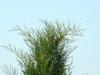 фотография ели и неба