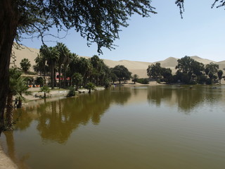 Fototapeta premium dune