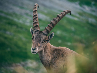 alpine capricorn Steinbock Capra ibex looking camera, brienzer rothorn switzerland alps