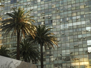 palms